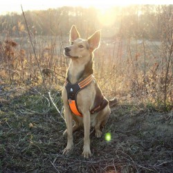 Truelove Forest Harness